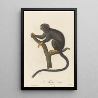JeanBaptiste Audebert - Le Tamarin.webp