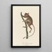 Le Tarsier - Jean-Baptiste Audebert — quadro incorniciato alla parete