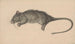 Dead Rat - Jean Bernard — artwork view