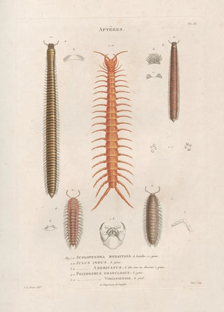 Jean Gabriel Pretre - Insectes recueillis en Afrique et en Amrique Pl05.webp