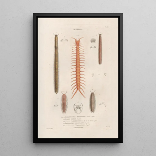 Jean Gabriel Pretre - Insectes recueillis en Afrique et en Amrique Pl05.webp