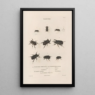 Jean Gabriel Pretre - Insectes recueillis en Afrique et en Amrique Pl17.webp