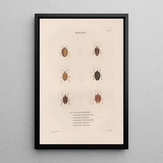 Jean Gabriel Pretre - Insectes recueillis en Afrique et en Amrique Pl50.webp