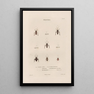 Jean Gabriel Pretre - Insectes recueillis en Afrique et en Amrique Pl55.webp