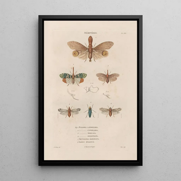 Jean Gabriel Pretre - Insectes recueillis en Afrique et en Amrique Pl60.webp