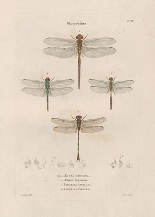 Jean Gabriel Pretre - Insectes recueillis en Afrique et en Amrique Pl62.webp