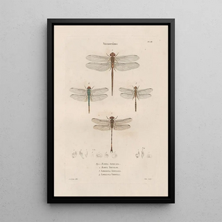 Jean Gabriel Pretre - Insectes recueillis en Afrique et en Amrique Pl62.webp