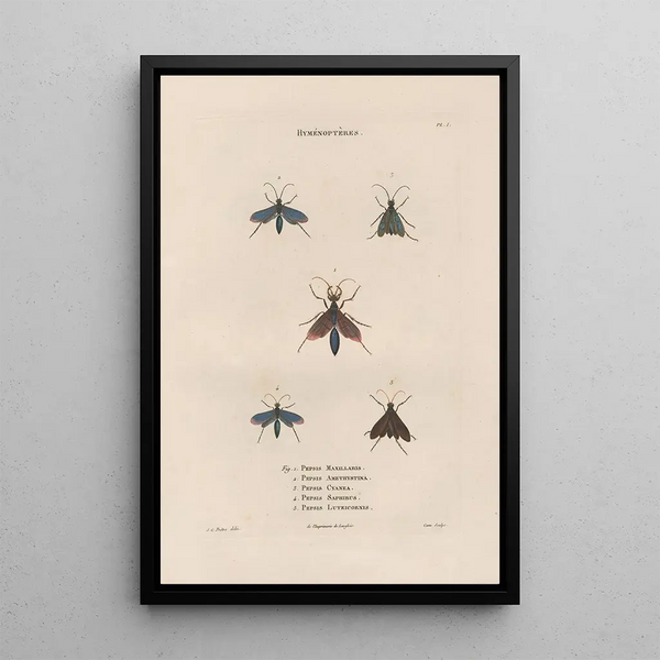 Jean Gabriel Pretre - Insectes recueillis en Afrique et en Amrique Pl69.webp