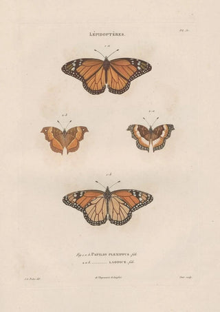 Jean Gabriel Pretre - Insectes recueillis en Afrique et en Amrique Pl78.webp