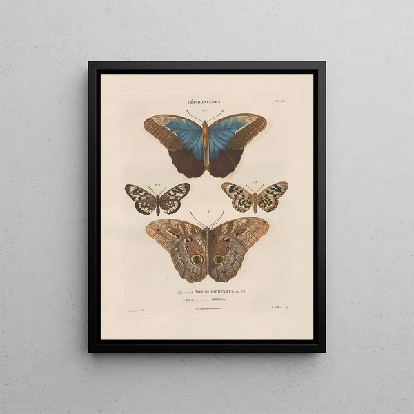 Jean Gabriel Pretre - Insectes recueillis en Afrique et en Amrique Pl81.webp