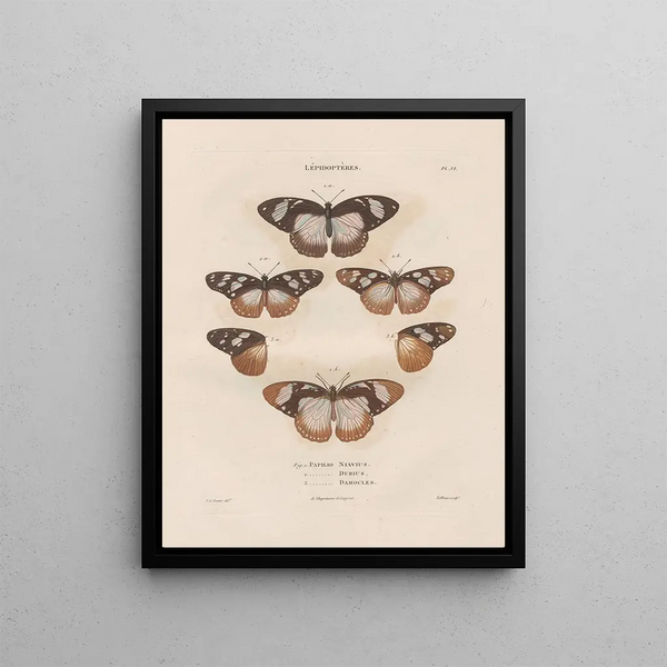 Jean Gabriel Pretre - Insectes recueillis en Afrique et en Amrique Pl82.webp