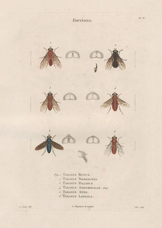 Jean Gabriel Pretre - Insectes recueillis en Afrique et en Amrique Pl89.webp