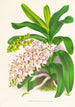 Aerides Odoratum - Jean Jules Linden — Ansicht des Kunstwerks