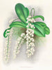 Citrate d'Angraecum - Jean Jules Linden — Ansicht des Kunstwerks