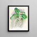 Citrate d'Angraecum - Jean Jules Linden — gerahmtes Bild an der Wand