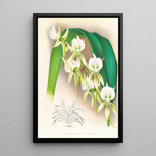 Jean Jules Linden - Angraecum eburneum var superbum.webp