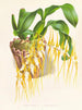 Brassia caudée - Jean Jules Linden — Ansicht des Kunstwerks