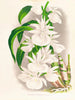 Catasetum bungerothi - Jean Jules Linden — Ansicht des Kunstwerks