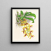 Catasetum galeritus - Jean Jules Linden — quadro incorniciato alla parete