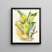Catasetum macrocarpum - Jean Jules Linden — gerahmtes Bild an der Wand
