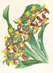 Catasetum rodigasianum - Jean Jules Linden — vista dell’opera