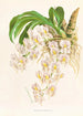 Catasetum tigrinum - Jean Jules Linden — Ansicht des Kunstwerks