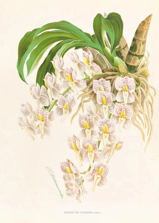 Jean Jules Linden - Catasetum tigrinum.webp