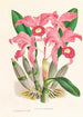 Cattleya Lawrenceana - Jean Jules Linden — vista dell’opera