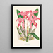 Cattleya Lawrenceana - Jean Jules Linden — quadro incorniciato alla parete