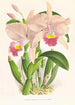 Cattleya Trianae - Jean Jules Linden — Ansicht des Kunstwerks