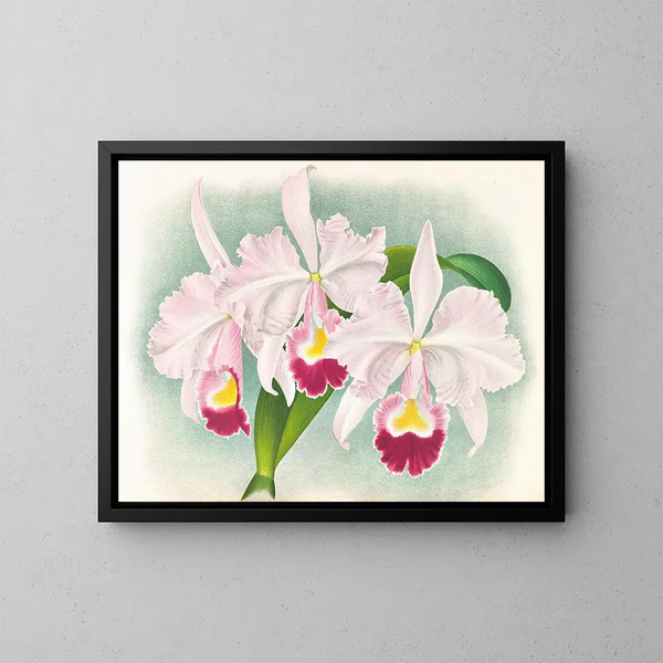 Cattleya trianae var. Martin Cahuzac - Jean Jules Linden — quadro incorniciato alla parete