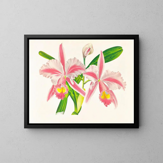 Cattleya trianae var. striata - Jean Jules Linden — gerahmtes Bild an der Wand