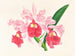 Cattleya gigas - Jean Jules Linden — Ansicht des Kunstwerks