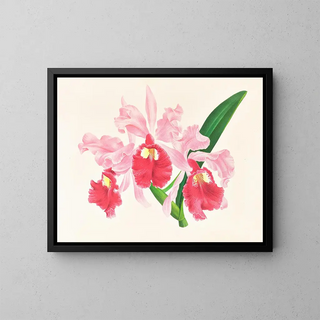 Jean Jules Linden - Cattleya gigas.webp