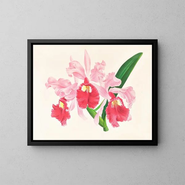 Cattleya gigas - Jean Jules Linden — quadro incorniciato alla parete