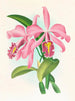 Cattleya maxima - Jean Jules Linden — Ansicht des Kunstwerks