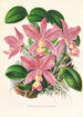 Cattleya nobilior - Jean Jules Linden — vista dell’opera