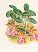Cattleya schilleriana - Jean Jules Linden — Ansicht des Kunstwerks