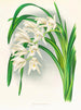 Maîtres du Cymbidium - Jean Jules Linden — vista dell’opera