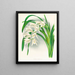 Maîtres du Cymbidium - Jean Jules Linden — quadro incorniciato alla parete