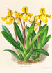 Cypripedium Druryi - Jean Jules Linden — Ansicht des Kunstwerks