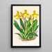 Cypripedium Druryi - Jean Jules Linden — gerahmtes Bild an der Wand