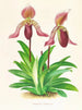 Cypripedium fraseri - Jean Jules Linden — Ansicht des Kunstwerks