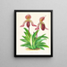 Cypripedium fraseri - Jean Jules Linden — gerahmtes Bild an der Wand