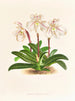 Cypripedium microchilum - Jean Jules Linden — Ansicht des Kunstwerks