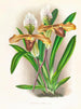 Cypripedium brillante - Jean Jules Linden — vista dell’opera