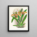 Cypripedium brillante - Jean Jules Linden — quadro incorniciato alla parete