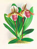 Cypripedium orphanum - Jean Jules Linden — vista dell’opera