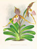 Cypripedium excelle var. Kimballianum - Jean Jules Linden — vista dell’opera