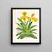 Cypripedium sallieri - Jean Jules Linden — gerahmtes Bild an der Wand
